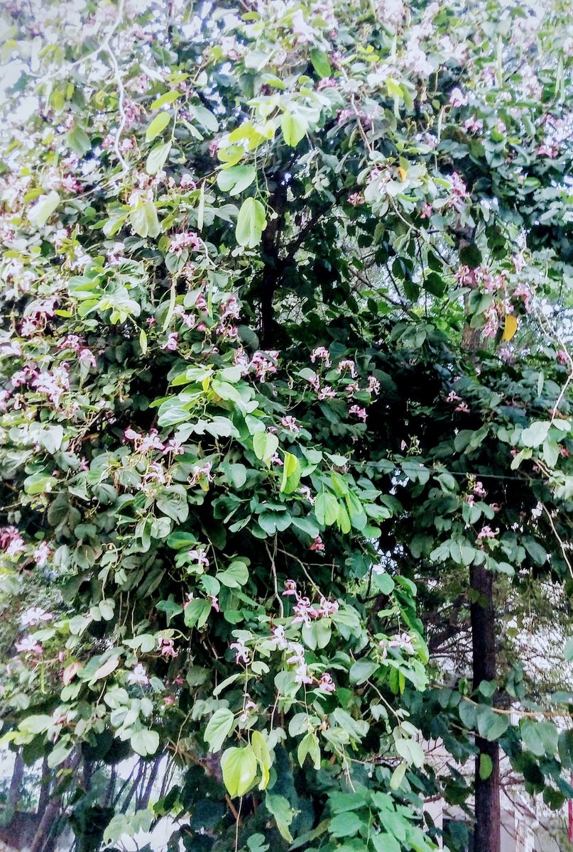 Bestum_best's tweet image. Suprabhatam 🙏

It takes more 
Muscles &amp;amp; effort
to Smile
than to Frown.
Factual Cynical True!
But when you see
A granny grin
A baby chortle
You instinctively know
It&apos;s worth a lot more.
It ain&apos;t so difficult.. costs zero
Go ahead..Spread Cheer
Make my day....Smile😊
#randomwords