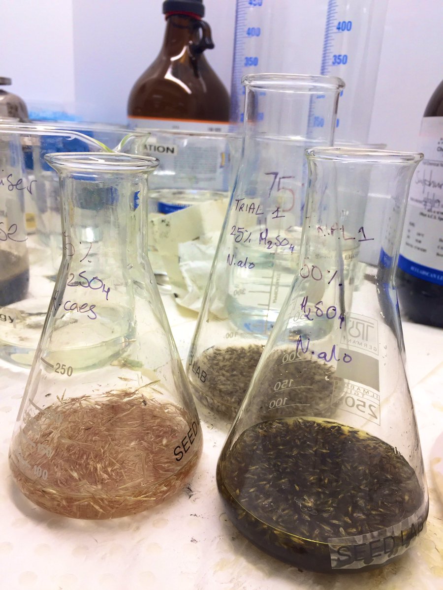 Bianca Berto (@biancaberto8) on Twitter photo When you use all the glass wear and feel like a real scientist 🧪 🧪 🧪
Finished my week doing acid digestion on native grasses! #AcidDigestion #SeedScience #SeedTechnologies #SulfuricAcid #PhDLife #CrazyScientist <a href="/BiolSci_UWA/">School of Biological Sciences, UWA</a> <a href="/kingspark_wa/">Kings Park</a> When you use all the glass wear and feel like a real scientist 🧪 🧪 🧪
Finished my week doing acid digestion on native grasses! #AcidDigestion #SeedScience #SeedTechnologies #SulfuricAcid #PhDLife #CrazyScientist <a href="/BiolSci_UWA/">School of Biological Sciences, UWA</a> <a href="/kingspark_wa/">Kings Park</a>