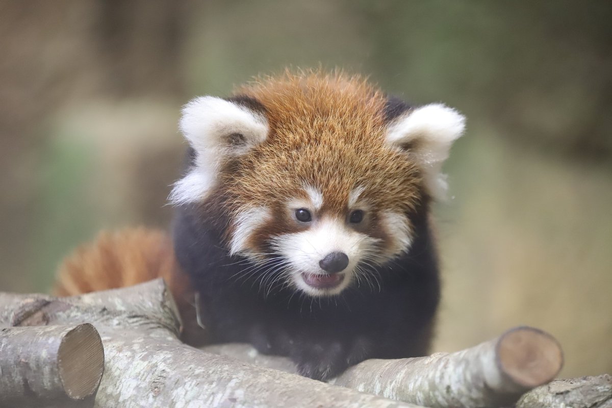 Yoshi Pa Twitter あざとかわいいレッサーパンダbabyちゃん レッサーパンダ あざとかわいい 那須どうぶつ王国