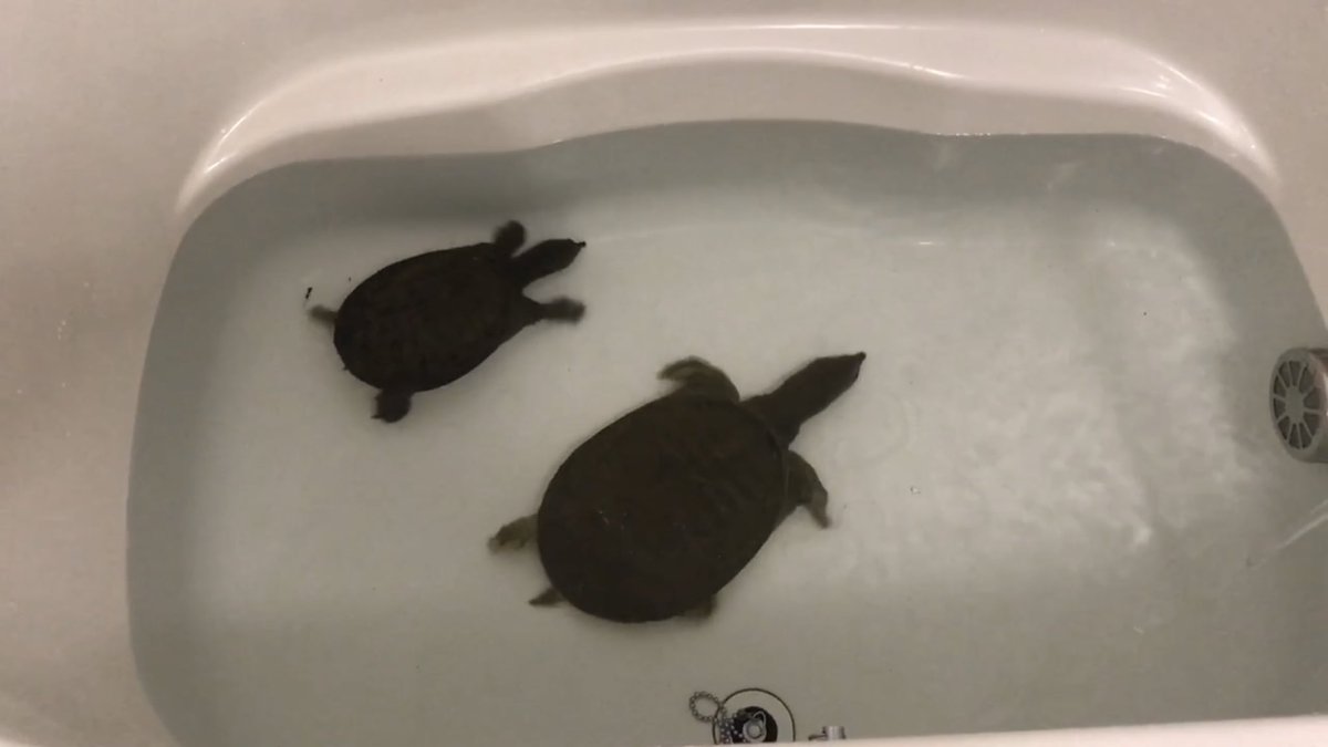風呂を水槽代わりに を飼育 男子大学生の一人暮らしとはこういうこと 風呂で各々が飼育している生き物を晒すリプ欄 Togetter 風呂を水槽代わりに を飼育 男子大学生の一人暮らしとはこういうこと 風呂で各々が飼育している生き物を晒すリプ欄 Togetter