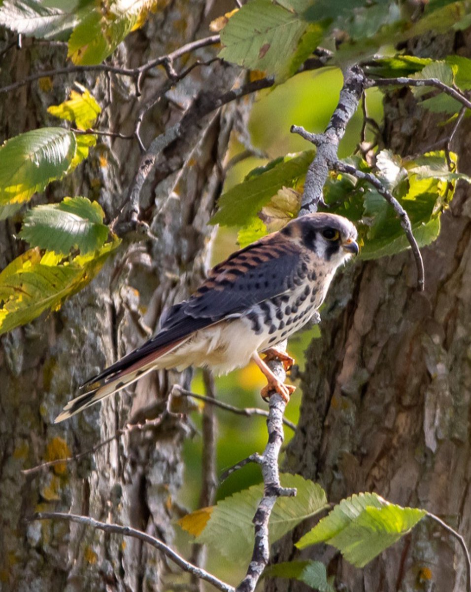 American Kestrel #americankestrel #kestrel #wildlifephotography #wildlife #NaturePhotography #nature #bird #birder #birding #birdphotography #birds