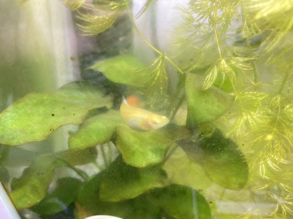 ꉿꉴnick Queꉸꐕ アイコスさんの言う通りコケですね 私はガラス面の掃除に激落ち君のようなメラミンスポンジ使ってます あ アクリル水槽には使っちゃダメですよ