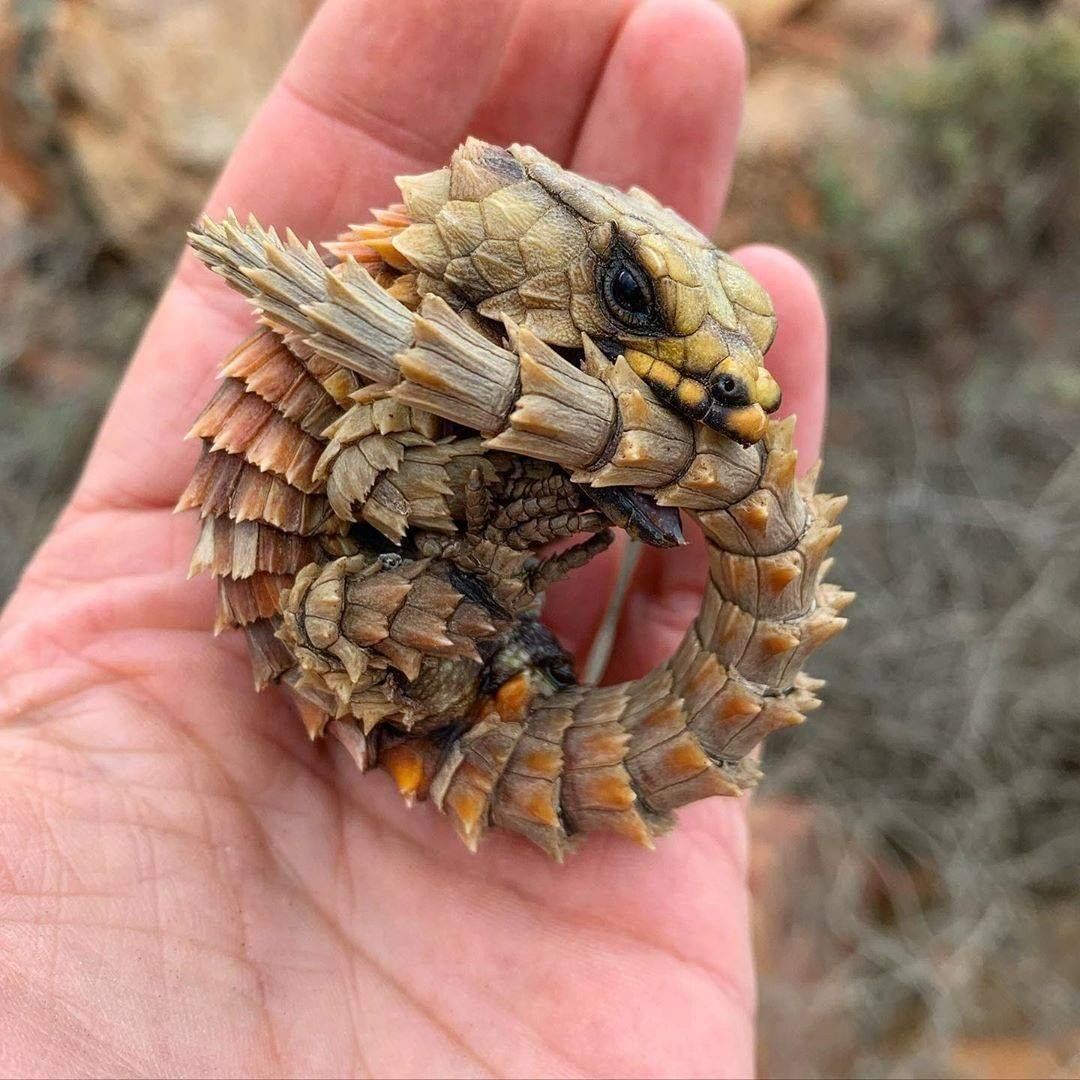 Golden armadillo lizard gsemyown