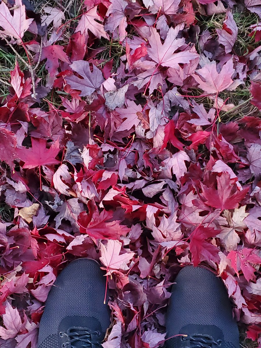 Shanyousaf6's tweet photo. "Autumn leaves don't fall, they fly. They take their time and wander on this their only chance to soar".
#Autumn #Canada #CapturedToday https://t.co/eDCB5J6ZAK