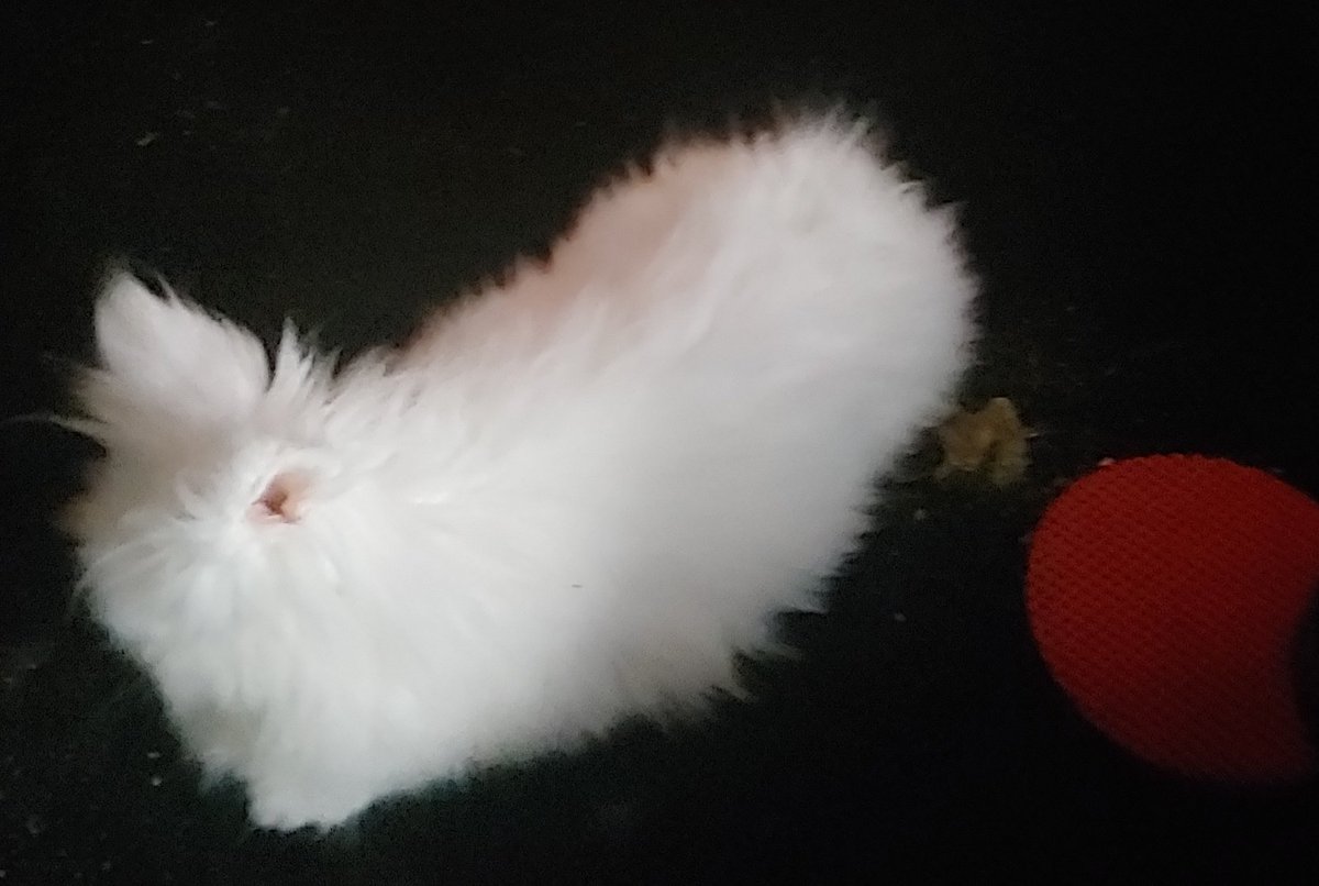 JustifydWarrior's tweet photo. #MerlinTheMagicBunny https://t.co/qZkftAvp6y