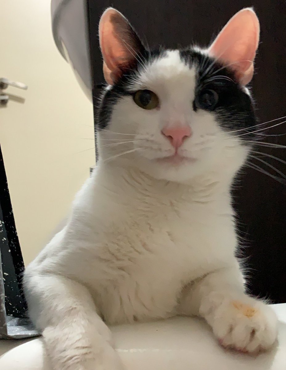 vickyguareschi's tweet photo. Hola. Soy un gatito sensual. https://t.co/pX39iDHksh