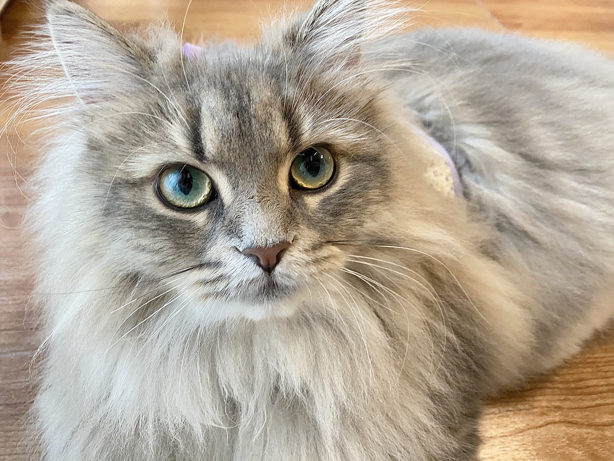 リリィ サイベリアン 今日で9ヶ月のリィちゃん ハーネスにも慣れてえらいね かわいいね 猫 猫のいる暮らし サイベリアン T Co 9yooy9rd2i Twitter