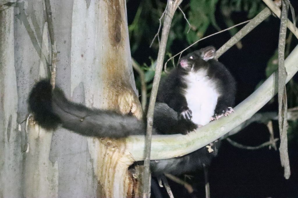 #greatergliders have a narrow thermal tolerance and rely on eucalypts for foraging and nesting. Therefore they are vulnerable to high temperatures and low water availability. Climate may drive site selection, while climate change likely contributed to declines

PC: @ChrParsch
2/6