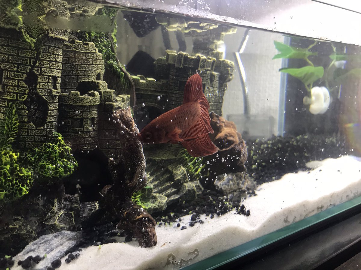 ジブリ水槽 Twitter ख ज Twitter ジブリ水槽 Twitter ख ज Twitter