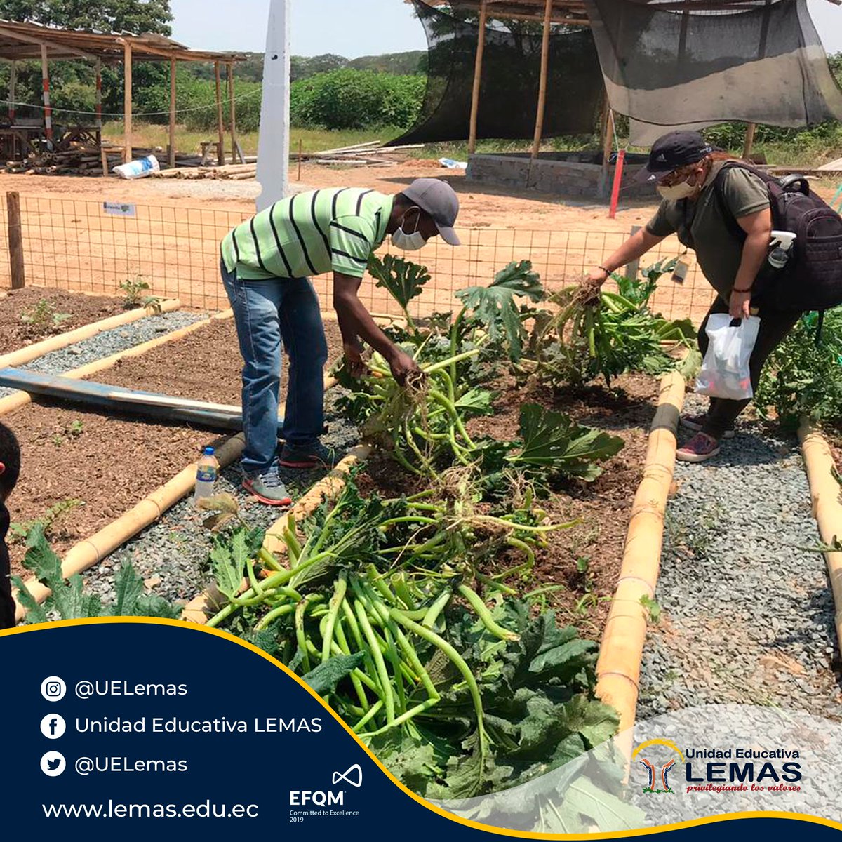 UELemas's tweet photo. Desde los Huertos Escolares de LEMAS. Nuestra singular  forma de tributar a nuestra ciudad y sus valientes héroes. Los maestros Luis Ayovì, Martha Jessica, Andres Carpio, recibieron un taller teórico-práctico del Ing Jorge Suarez, asesor de la institución.
.
#SomosLEMASSomosVida https://t.co/vNYvoDd63T