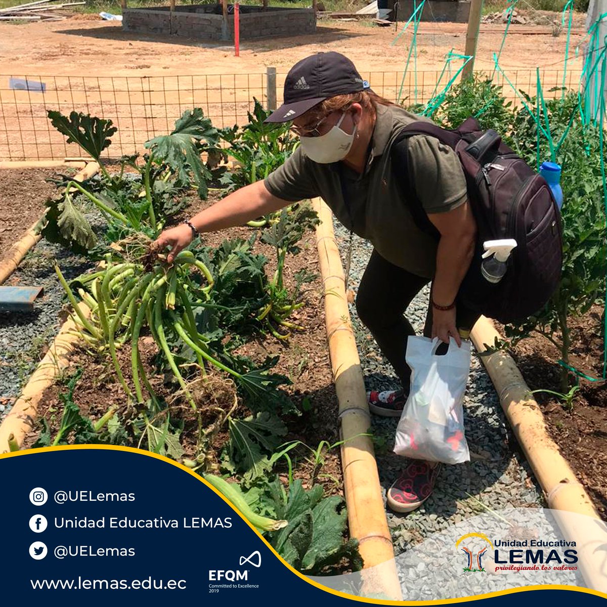 UELemas's tweet photo. Desde los Huertos Escolares de LEMAS. Nuestra singular  forma de tributar a nuestra ciudad y sus valientes héroes. Los maestros Luis Ayovì, Martha Jessica, Andres Carpio, recibieron un taller teórico-práctico del Ing Jorge Suarez, asesor de la institución.
.
#SomosLEMASSomosVida https://t.co/vNYvoDd63T
