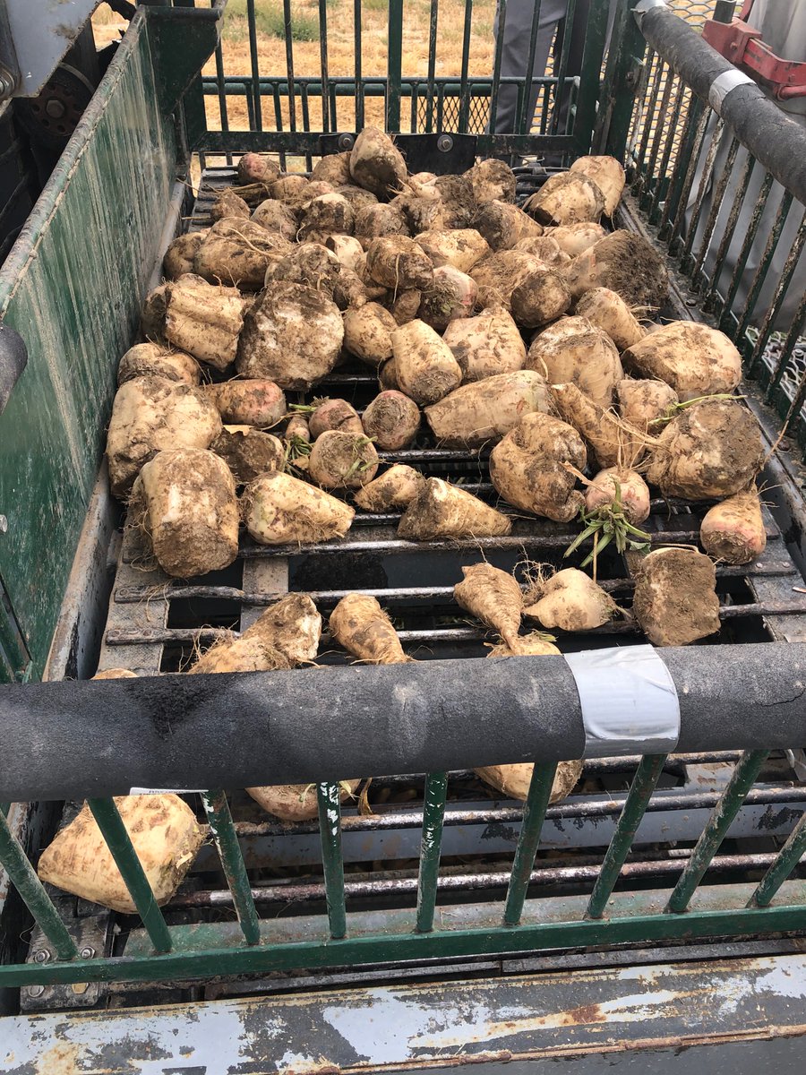 IDCrops's tweet photo. #Idaho #TreasureValley #Parma #Uidaho #SugarBeets #Harvest2020 https://t.co/Y6ZZ41ICZS