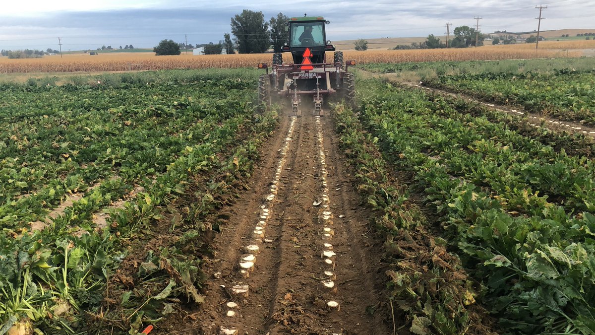 IDCrops's tweet photo. #Idaho #TreasureValley #Parma #Uidaho #SugarBeets #Harvest2020 https://t.co/Y6ZZ41ICZS