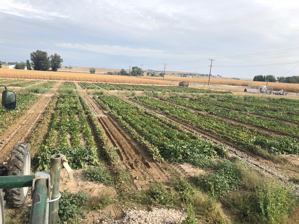 IDCrops's tweet photo. #Idaho #TreasureValley #Parma #Uidaho #SugarBeets #Harvest2020 https://t.co/Y6ZZ41ICZS