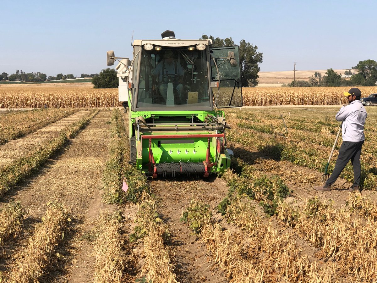 IDCrops's tweet photo. #Idaho #TreasureValley #Parma #Uidaho #Beans #Harvest2020 https://t.co/8Hgsok8Ua9