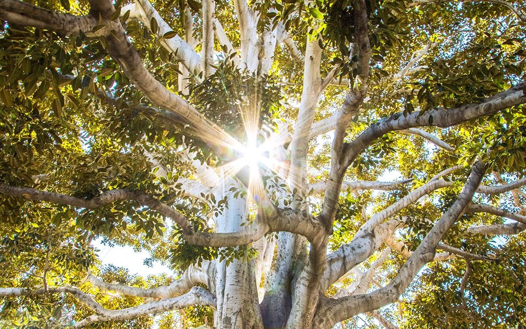 Join Dr Helen Thomas, NCIM’s Holistic Doctor and Saba James, NCIM’s Nutrition for Wellbeing Lead to explore #holistic ways to support our own #mentalhealth and that of our family. buff.ly/2SJ3x7L #WorldMentalHealthDay @NCIMHealthcare