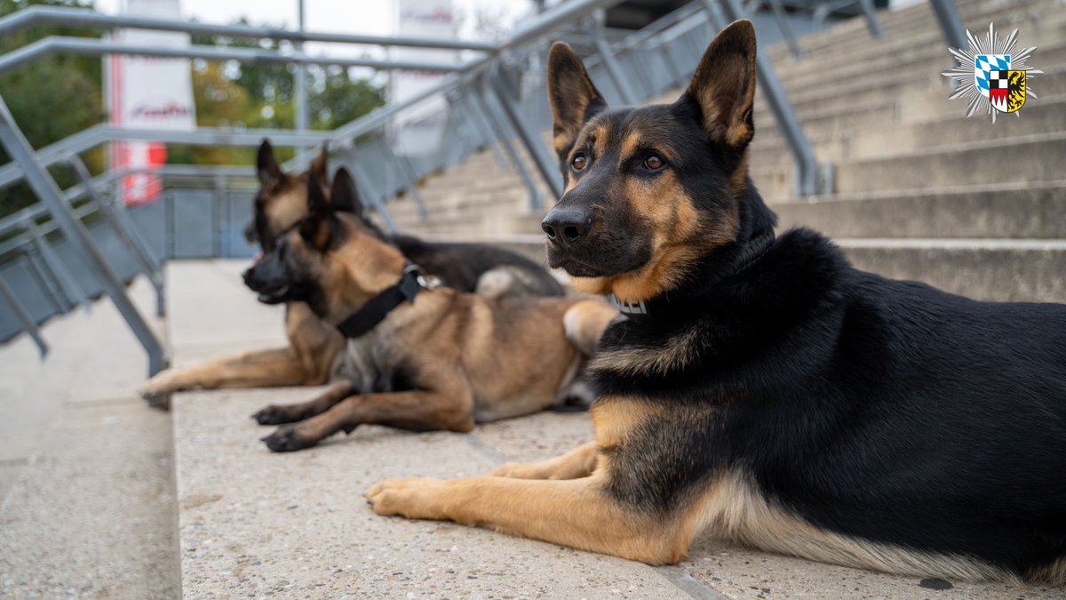 PolizeiMFR's tweet photo. #Welttag des #Hundes am 10. #Oktober 2020
Der beste Freund des Menschen – mit seiner #Spürnase täglich für uns im #Einsatz. Wir sagen Danke!
#Policedogs #WorldDogsDay https://t.co/hnUB10km29