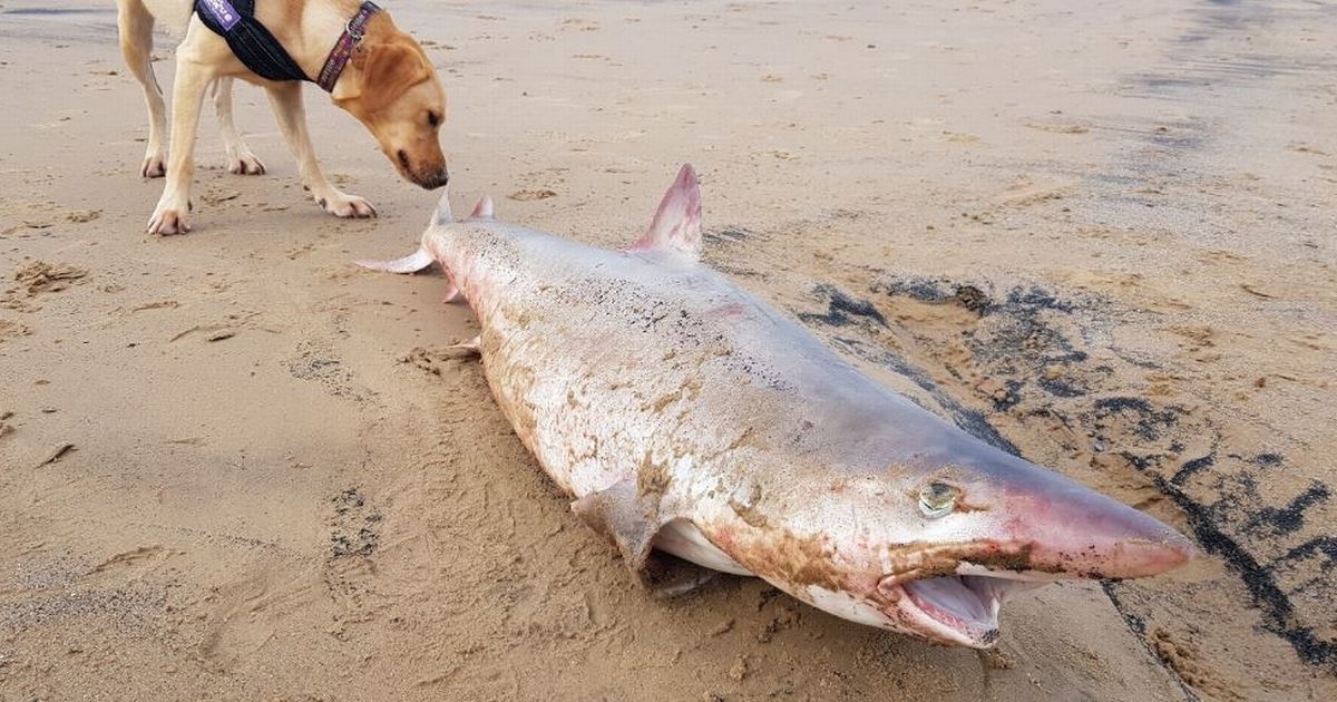 BNTeesside's tweet image. Dog walker Alan's shock discovery - a shark washed up on Redcar beach bntmedia.uk/RjK1fp