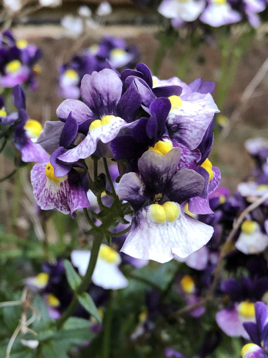 TristramPlants's tweet photo. Looking for a new challenge, change of direction? Tristram Plants nurseries have a number of #jobs available on our sites near Barnham #WestSussex #horticulture #recruiting Apply online https://t.co/JP883rqd0d https://t.co/GjHSbews5m