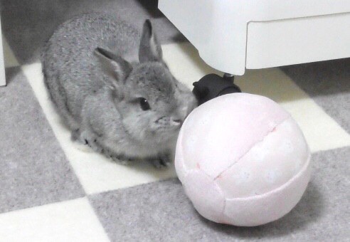 ネザーランドドワーフのみみたろう モンスターボールに入りたがってるうさぎ ネザーランドドワーフ 赤ちゃんうさぎ うさぎ好きさんと繋がりたい Rabbit ネザーランドドワーフのみみたろう モンスターボールに入りたがってるうさぎ ネザーランドドワーフ 赤ちゃんうさぎ うさぎ好きさんと繋がりたい Rabbit