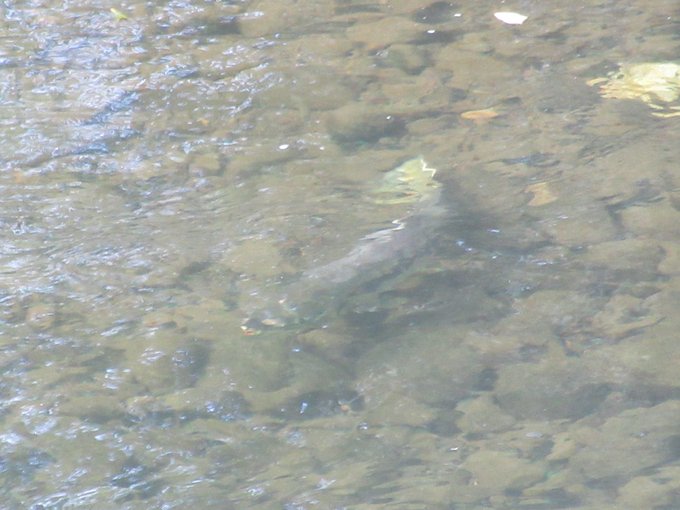 札幌市西区 サケ マスの遡上も終盤のようです 琴似発寒川で観察してみました 号外net 札幌市西区 手稲区