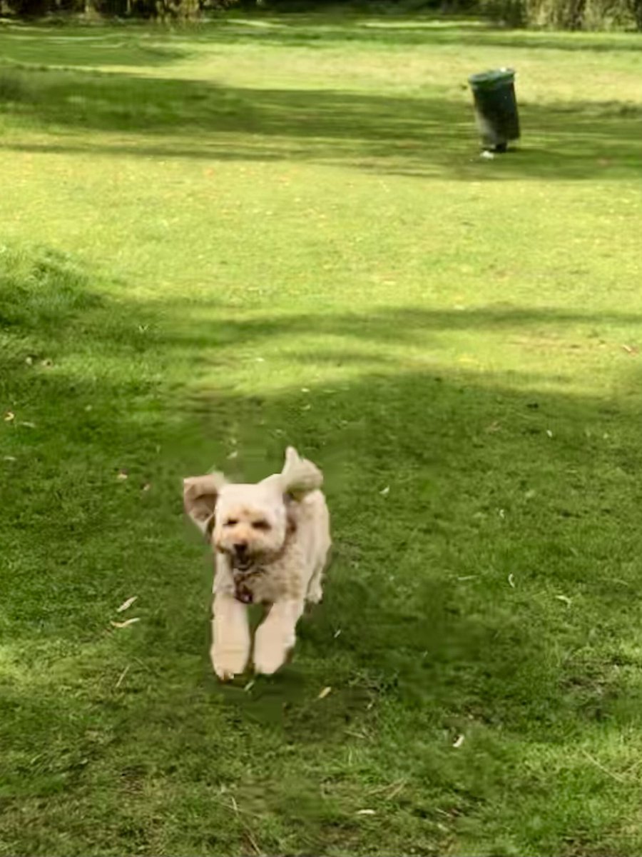 TheHoneyTails's tweet photo. Did someone say sunshine and walk? Yipppeeeeeeeee!
#WonderfulWeekends
#HoneyHappiness https://t.co/djhvKJRcVG
