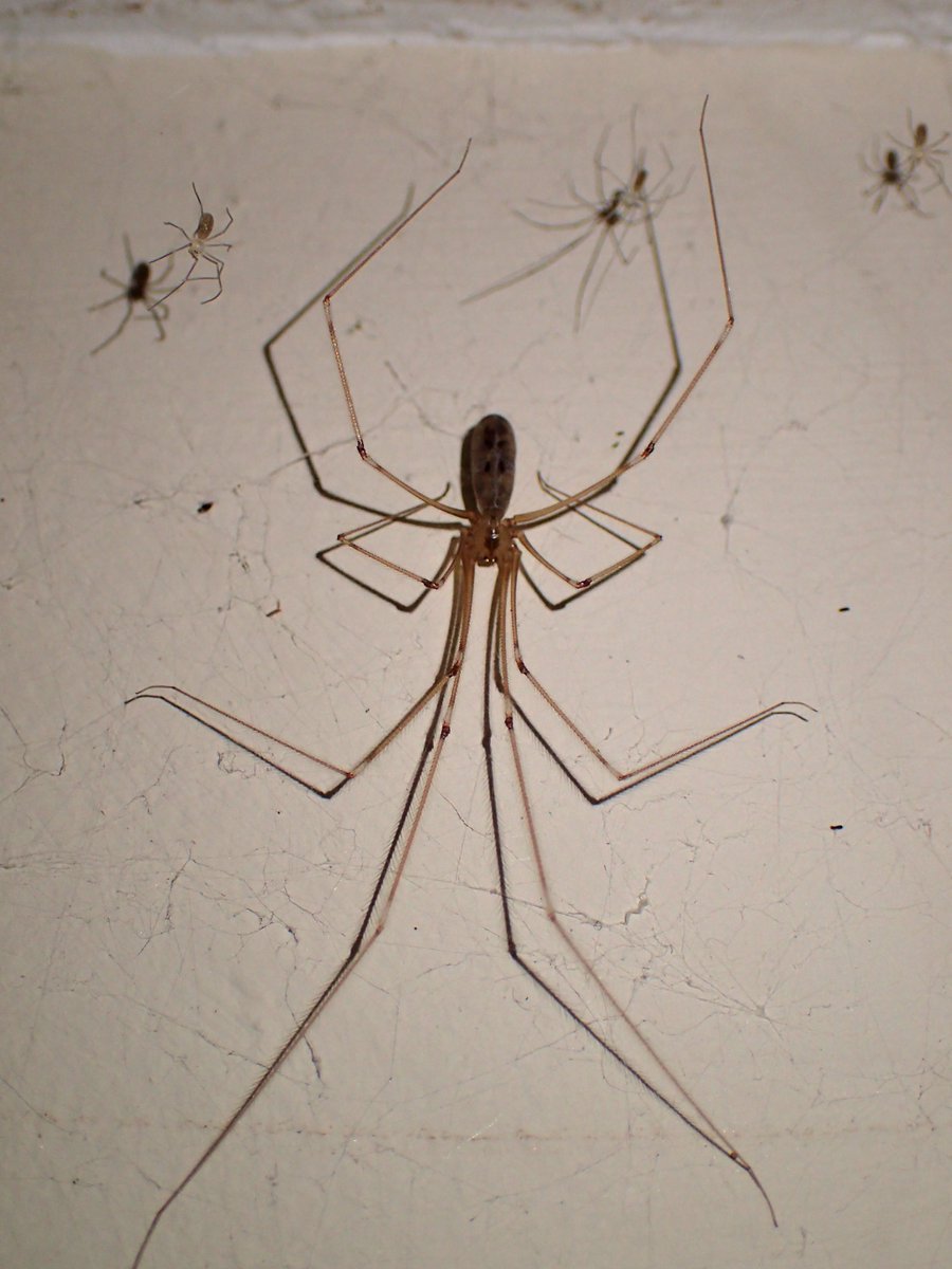 #Arachtober Day 8: Daddy long-legs, or cellar spider (Pholcus phalagioides).

The Scots name for these spiders is just wonderful: Meggie-spinnie.

These specialise in eating giant house spiders (Eratigena sp.). 

Check out <a href="/BASSurveys/">BAS Surveys</a> #CellarSpiderSurvey: google.com/url?sa=t&sourc…