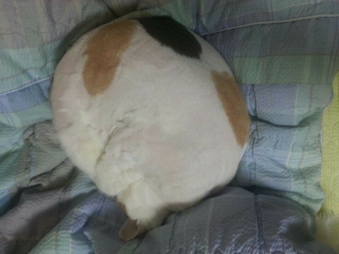 지금부터 세상에서 가장 동그란 고양이 대회를 시작합니다. 1번 참가자, <양이>입니다. 올해로 동그랗기 경력 14년 되었습니다. 많은 참가 멘션으로 부탁드립니다.