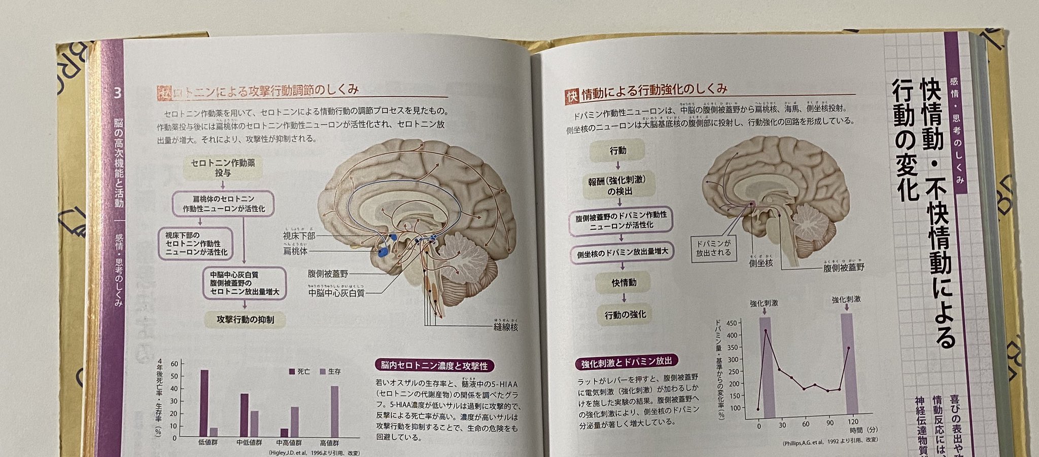 メグム めぐ On Twitter ここ何日かで脳イキ関連の通話をさせて頂いたのですが その中で セロトニンはドーパミンを阻害する と話した 情報元は有料noteで さすがに出せないのですが 類似の情報があったので紹介します セロトニンが増えると おそらく
