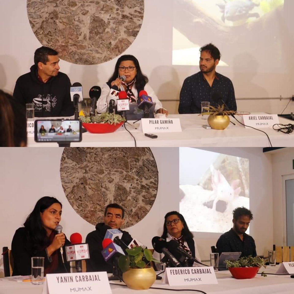 DeliaFonsi's tweet photo. Conferencia de prensa "Primer museo del Axolote en México"
Se encuentra en Chignahuapan #MUMAX Casa del Axolote https://t.co/D5zcisTHfa