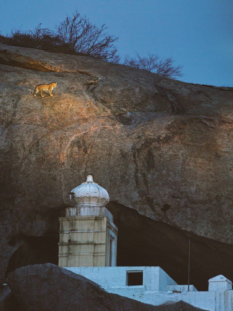 A temple which is guarded by Leopards -- JAWAI's Devgiri Caves temple also known as Leopard hills temple.This temple is dedicated to Ashapura mata where locals & the big cats have peacefully co existed for centuries.Leopard are often seen roaming around the temple & its stairs.