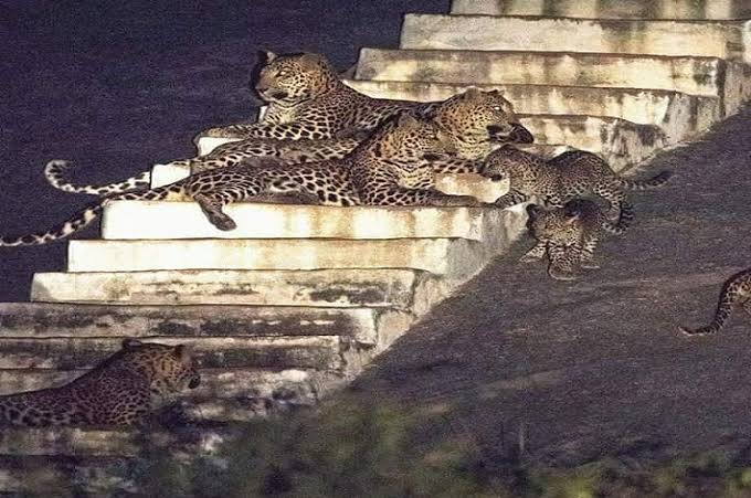 A temple which is guarded by Leopards -- JAWAI's Devgiri Caves temple also known as Leopard hills temple.This temple is dedicated to Ashapura mata where locals & the big cats have peacefully co existed for centuries.Leopard are often seen roaming around the temple & its stairs.