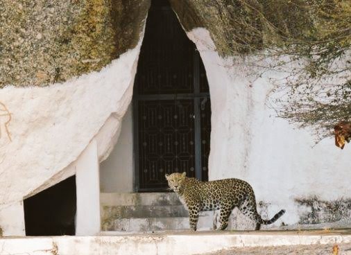 A temple which is guarded by Leopards -- JAWAI's Devgiri Caves temple also known as Leopard hills temple.This temple is dedicated to Ashapura mata where locals & the big cats have peacefully co existed for centuries.Leopard are often seen roaming around the temple & its stairs.