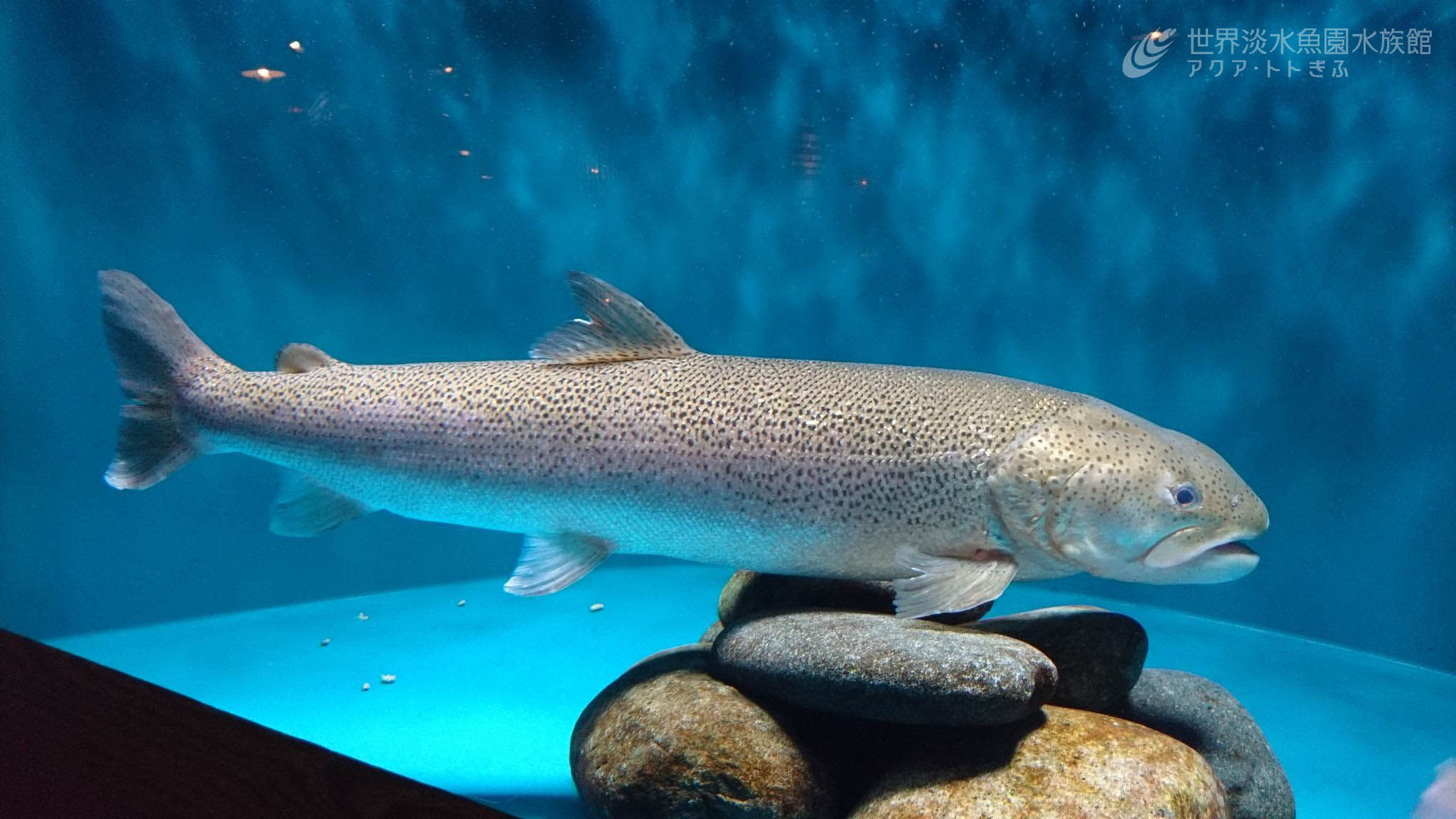 世界淡水魚園水族館 アクア トト ぎふ 釧路湿原エリアのイトウです 4年前に水槽に入れたときは25 ぐらいでしたが 今では80 ぐらいまで成長しました どこまで大きくなってくれるか楽しみです T Co Ihnf7mgshj Twitter