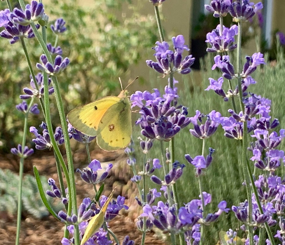 Lynn Hatamiya tweet media