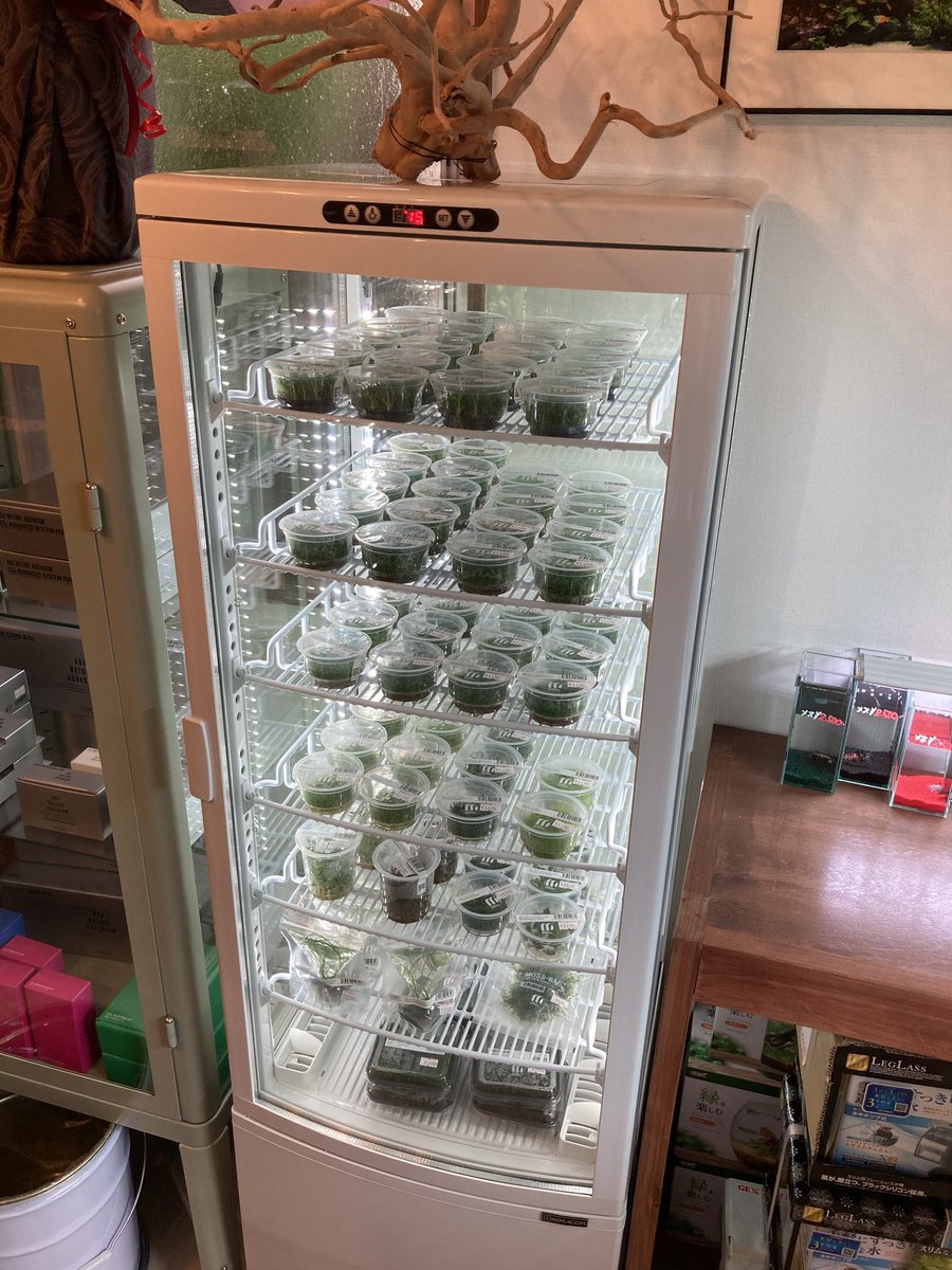 Aqua Grass みずくさの森入荷しました 見やすいように冷蔵庫内は平置きを心掛けます グロッソスティグマ キューバパールグラス ニューラージパールグラス ショートヘアーグラス コブラグラス Aqua Grass みずくさの森入荷しました 見やすいように冷蔵庫内は平置きを心掛けます グロッソスティグマ キューバパールグラス ニューラージパールグラス ショートヘアーグラス コブラグラス