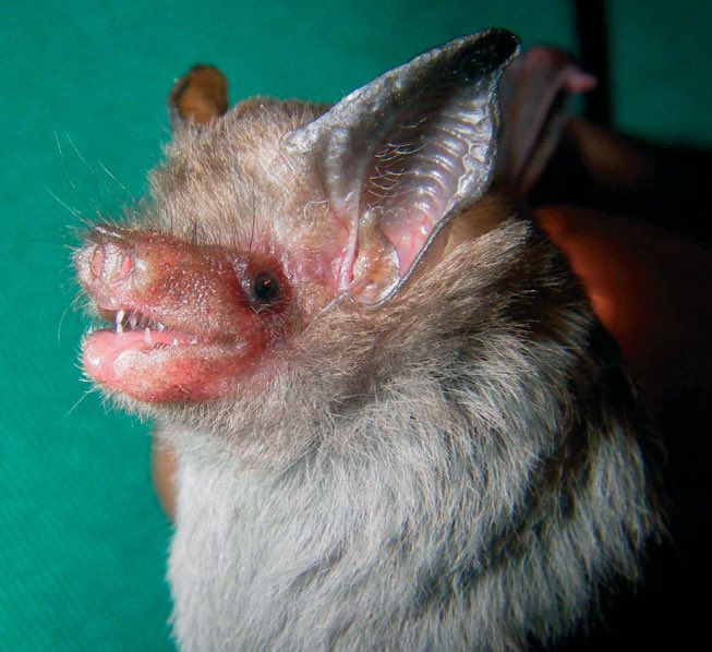 Bat Number Nine is the Kitti's hog-nosed bat (Craseonycteris thonglongyai), also known as the bumblebee bat.Arguably the smallest mammal in the world (fight me, Etruscan shrew) they weigh less than 2 grams. VERY SMOL