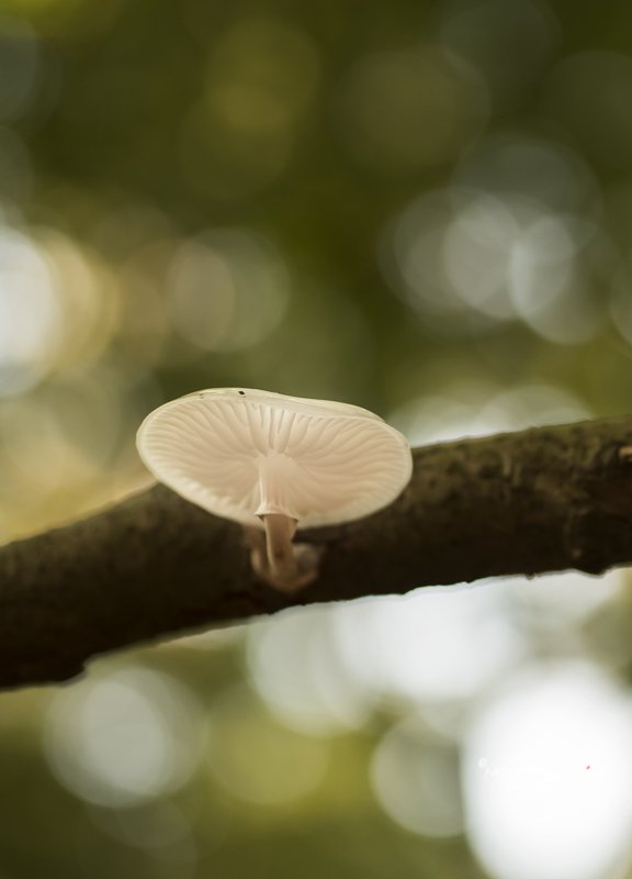 MRTfotografie's tweet photo. Goedemorgen! 
#weekendleesvoer voor de één nieuw en voor de ander in de herhaling : fotografietips voor in de herfst. https://t.co/38OqNXpBrx
Fijn weekend, doe voorzichtig en #StaySafe 🍃🍁🍃🍄🙋‍♀️ https://t.co/F8cT20xMO5