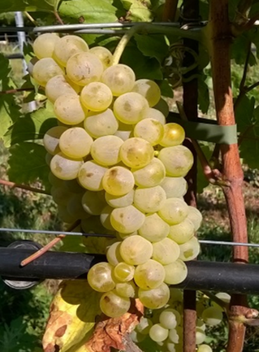 polyphenologist's tweet image. How CIVIT named the new #grape cultivars developed by #FEM: #TERMANTIS: TEmarario(=fearless) the diseases; #NERMANTIS: NERa(=black)+MAnto(=mantle) color 3) #CHARVIR: CHARdonnay+VIR(=green in latin) #VALNOSIA: VALle(=valley)+NOSIA(contraction to Nosiola) rb.gy/yg5do2