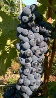 polyphenologist's tweet image. How CIVIT named the new #grape cultivars developed by #FEM: #TERMANTIS: TEmarario(=fearless) the diseases; #NERMANTIS: NERa(=black)+MAnto(=mantle) color 3) #CHARVIR: CHARdonnay+VIR(=green in latin) #VALNOSIA: VALle(=valley)+NOSIA(contraction to Nosiola) rb.gy/yg5do2