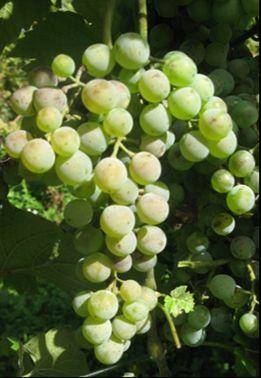 polyphenologist's tweet image. How CIVIT named the new #grape cultivars developed by #FEM: #TERMANTIS: TEmarario(=fearless) the diseases; #NERMANTIS: NERa(=black)+MAnto(=mantle) color 3) #CHARVIR: CHARdonnay+VIR(=green in latin) #VALNOSIA: VALle(=valley)+NOSIA(contraction to Nosiola) rb.gy/yg5do2