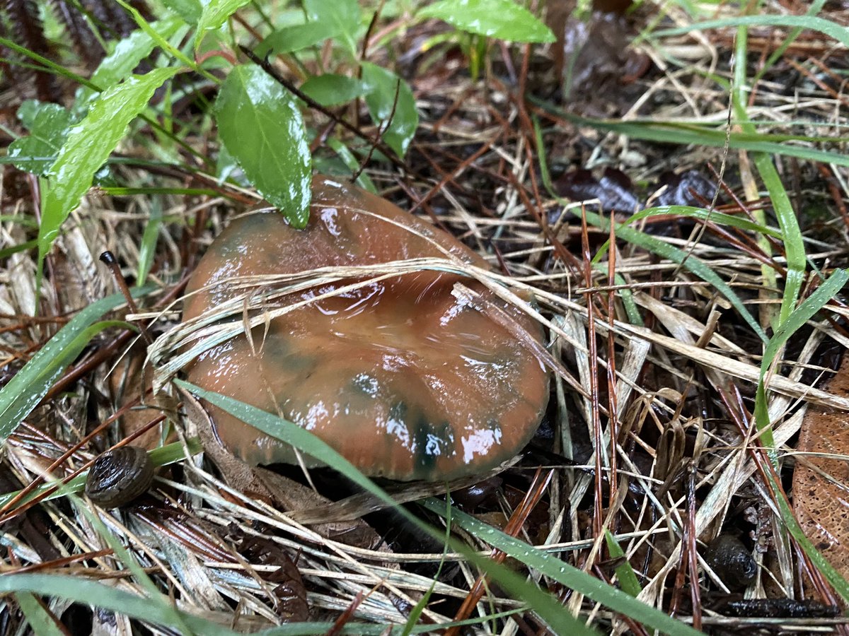 たにし なんでか分からんけど こいつを見つけるとめっちゃテンション上がるのよ ハツタケ いつ見てもエグい変色だ笑 これでも美味しく食べられるのが面白い きのこ ハツタケ たにし なんでか分からんけど こいつを見つけるとめっちゃテンション上がるのよ ハツタケ いつ見てもエグい変色だ笑 これでも美味しく食べられるのが面白い きのこ ハツタケ