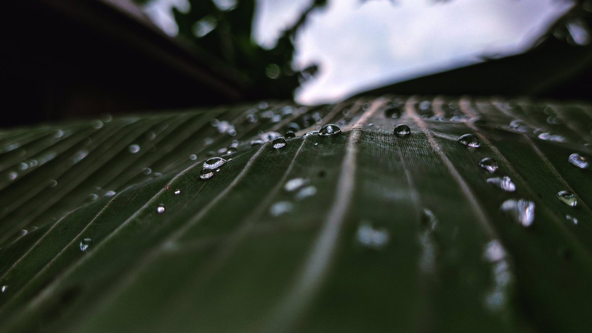 omah_kaylee's tweet photo. #naturelovers #nature #natureisamazing #raindrops #wildview https://t.co/GtJLHSytkU