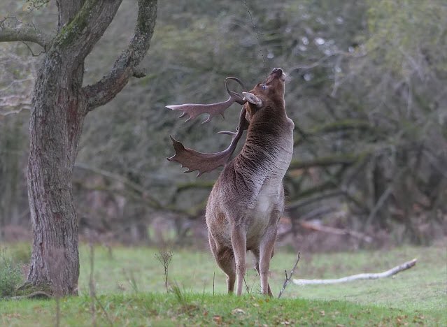 Amsterdamse Waterleidingduinen #awd bossie .. #goedemorgen
De bronst met <a href="/ronzeil/">Ronald Zeilstra</a> @Claudia_181975 en <a href="/MiekKoopmans/">miek koopmans🐝</a> 
Geur afzetten met een klier net onder het oog ... (vlaggen)
#bronst #damhert