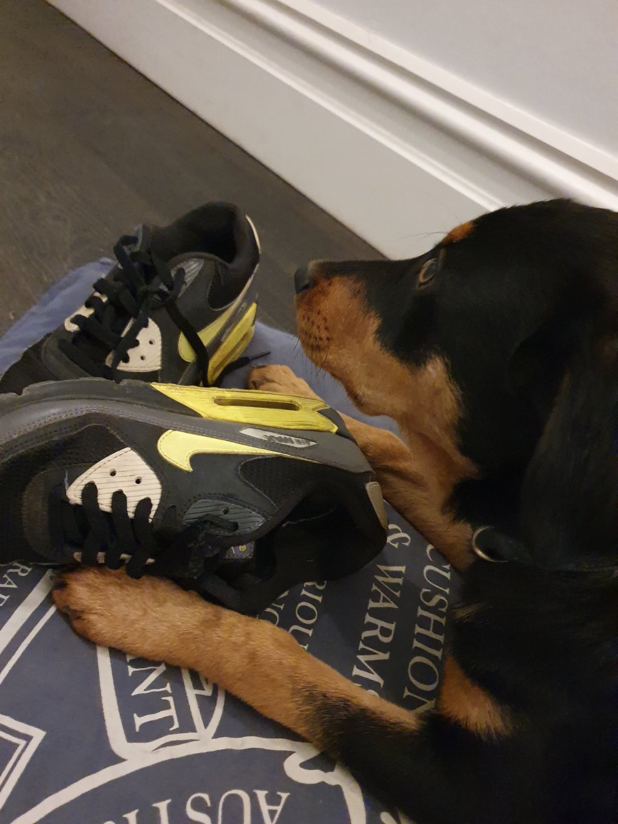 No_Illuminati's tweet photo. Some pupper ate Wang's Nike airs, so obvs we booked a gig to make some $$ for Wang's shoe fund. Jks, we just luv playing. (Dog rly 8 shoes tho, soz Wangers.) Be there or stream it. Tix at https://t.co/AeO2IQGlXO https://t.co/2GOhdWjqeI