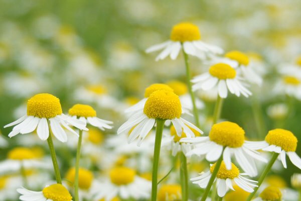 日日雑記 田舎で中世修道院の薬草園を造る日記 ハーブ 師匠に聞きながらチンキ を作る Gカモミールに入っている Aビサボロール は肌を保護する効果があるとされ 古くより化粧品にも用いられてきた ということで カマズレン も一緒に抽出したい 日日雑記 田舎で中世修道院の薬草園を造る日記 ハーブ 師匠に聞きながらチンキ を作る Gカモミールに入っている Aビサボロール は肌を保護する効果があるとされ 古くより化粧品にも用いられてきた ということで カマズレン も一緒に抽出したい