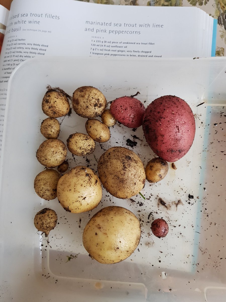 boundarypusher's tweet photo. So excited just harvested very 1st my potato crop grown from 2 old spuds found in the cupboard. Less is more but pairing with fabulous #chalkstreamtrout
#garden #potatoes @AlanTitmarsh @jamesmartinchef https://t.co/ikqT25XBic