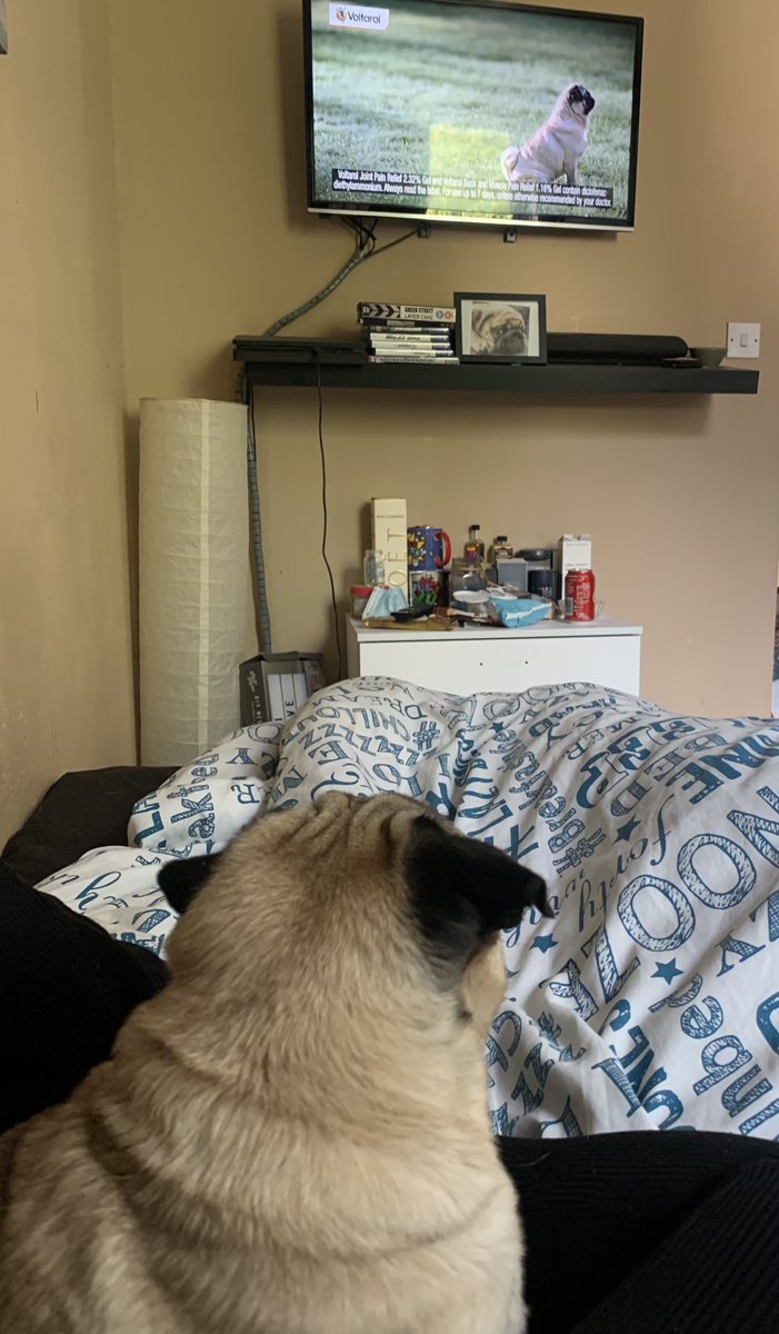 alfie_pug's tweet photo. Spotted my Twin on TV 😂 obviously i had to bark at it 🐾💙🐕 https://t.co/s0x9KsNMgV