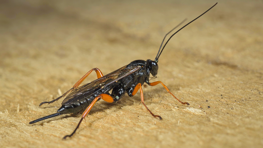 Ed_P_Wildlife's tweet photo. Ichneumonid wasp in our #Staffs garden just now. Surprisingly active, even though it's chilly and drizzly. Pimpla rufipes perhaps? #WaspLove #ImProbablyWrong https://t.co/Gx84TedNvz