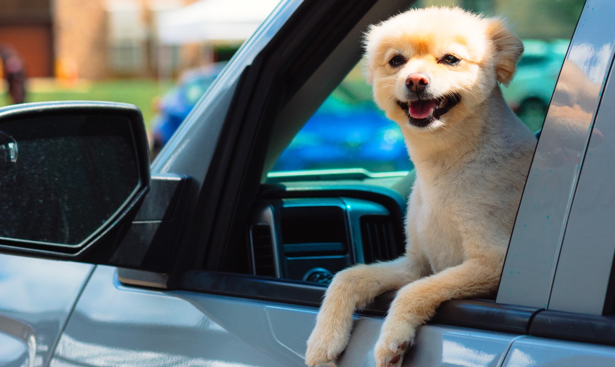 exclusivekzoo's tweet photo. Bring your best friend along for the ride! 🐾🐾
We LOVE to say hi! 

Photo: @qcannabisofficial @delaneyjanephotography https://t.co/kW7v03EWDE